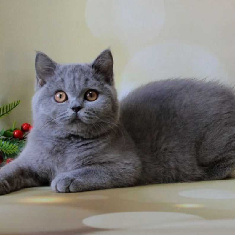 Jasmine British Shorthair female, blue