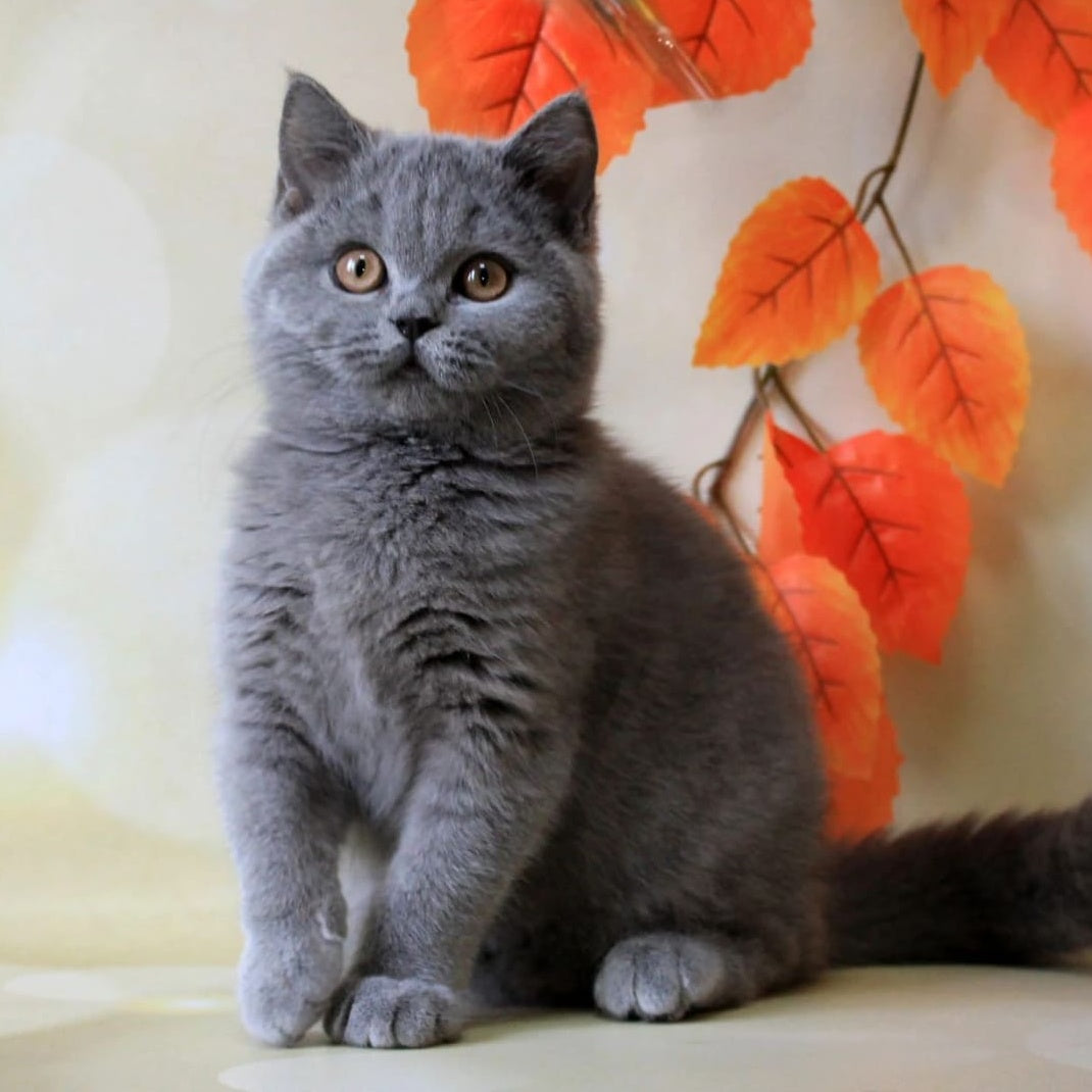 Jasmine British Shorthair female, blue
