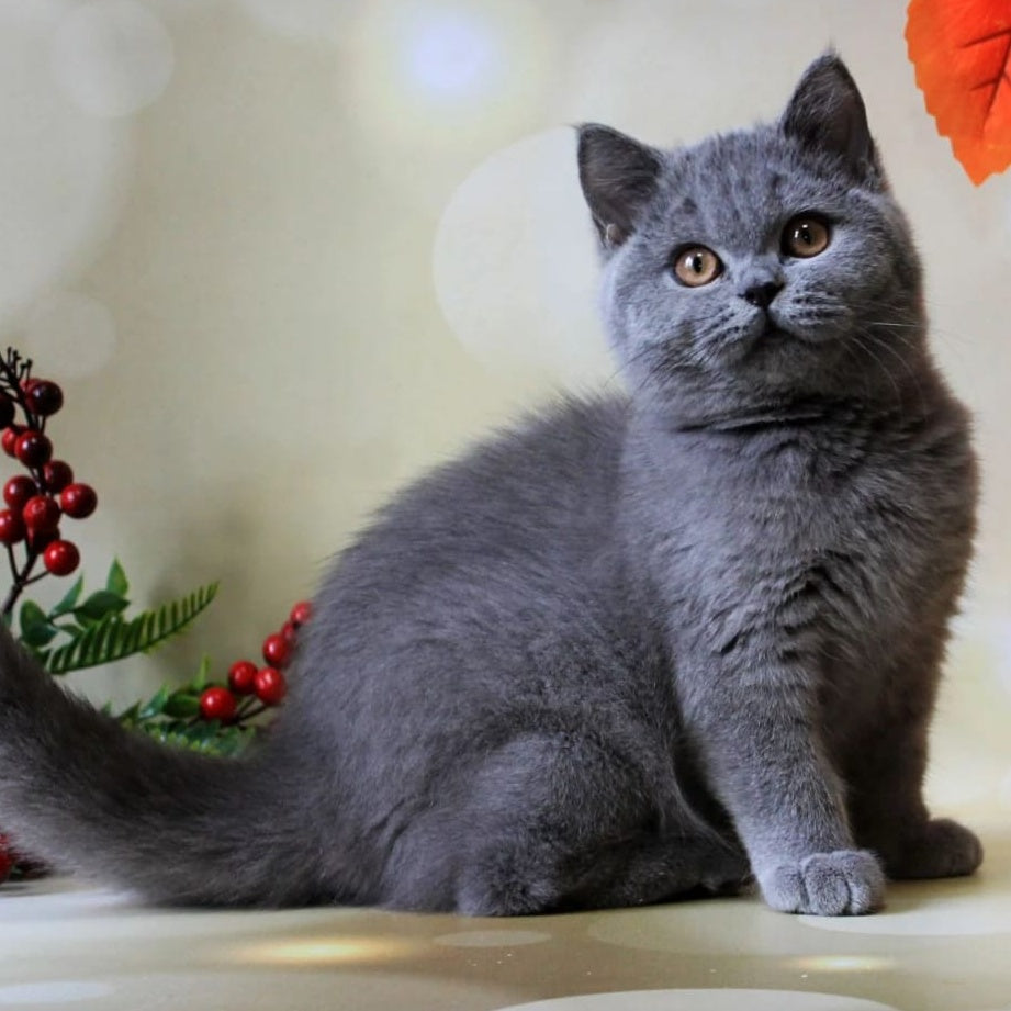 Jasmine British Shorthair female, blue