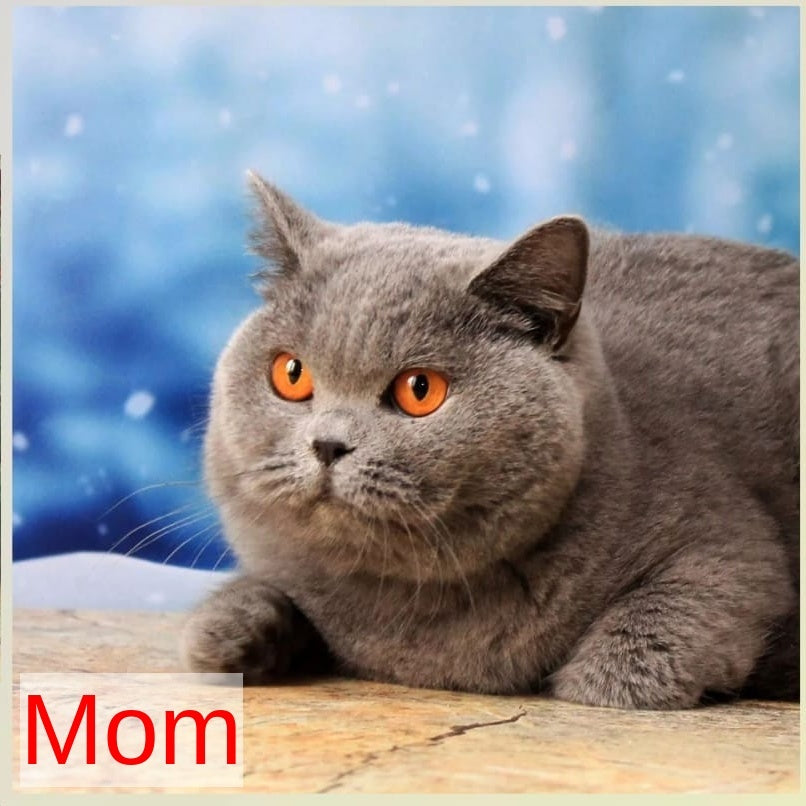 Jasmine British Shorthair female, blue