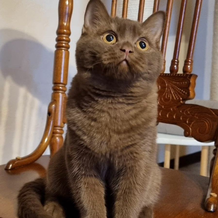 Dilan British Shorthair male, chocolate