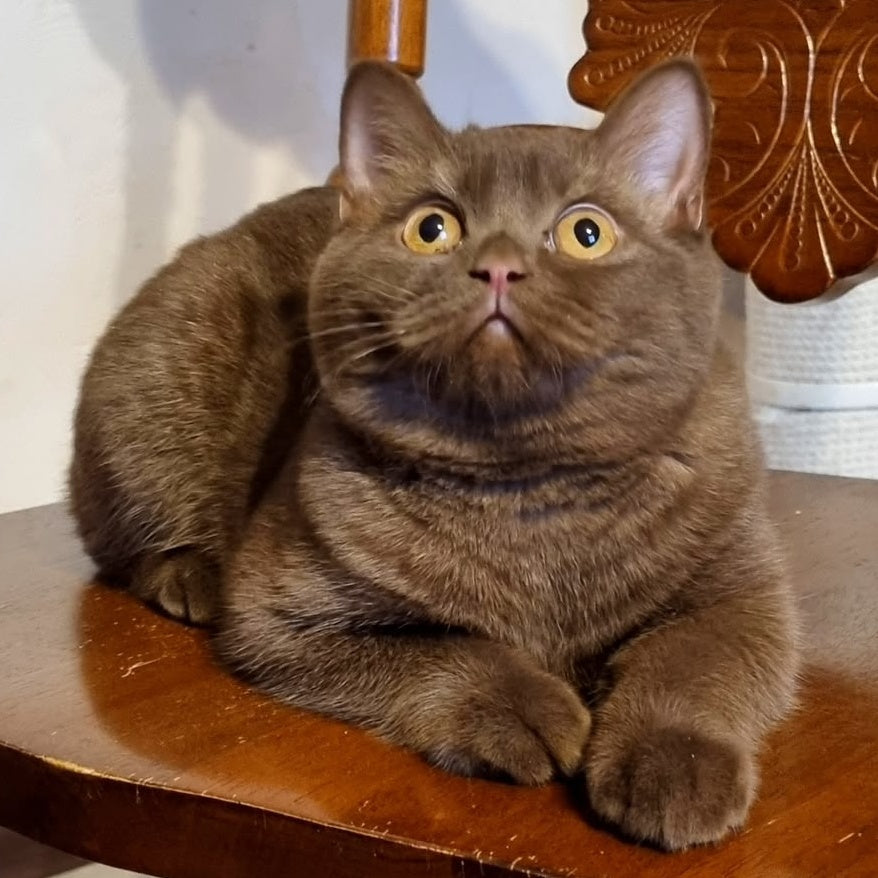 Dilan British Shorthair male, chocolate