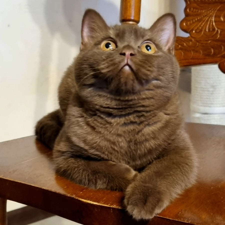 Dilan British Shorthair male, chocolate