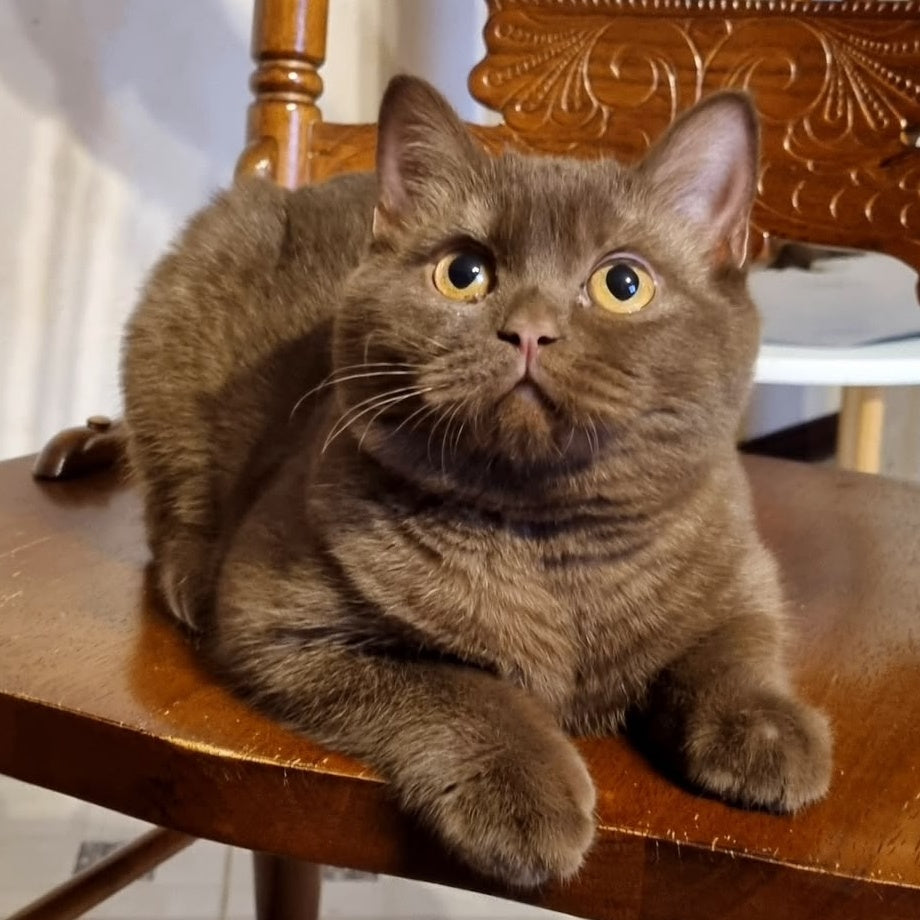 Dilan British Shorthair male, chocolate
