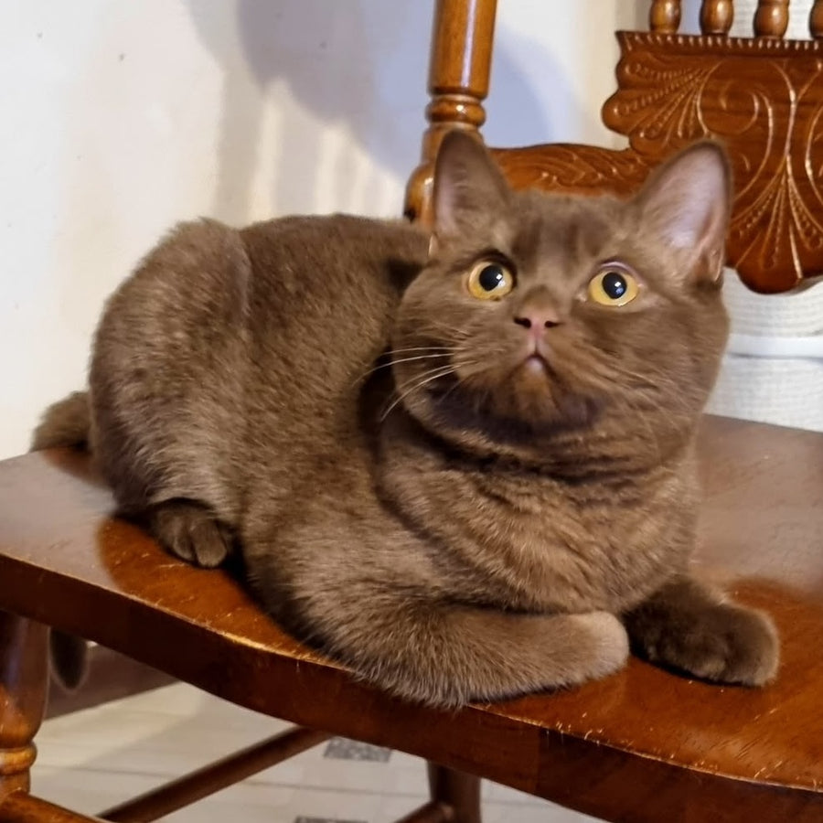 Dilan British Shorthair male, chocolate