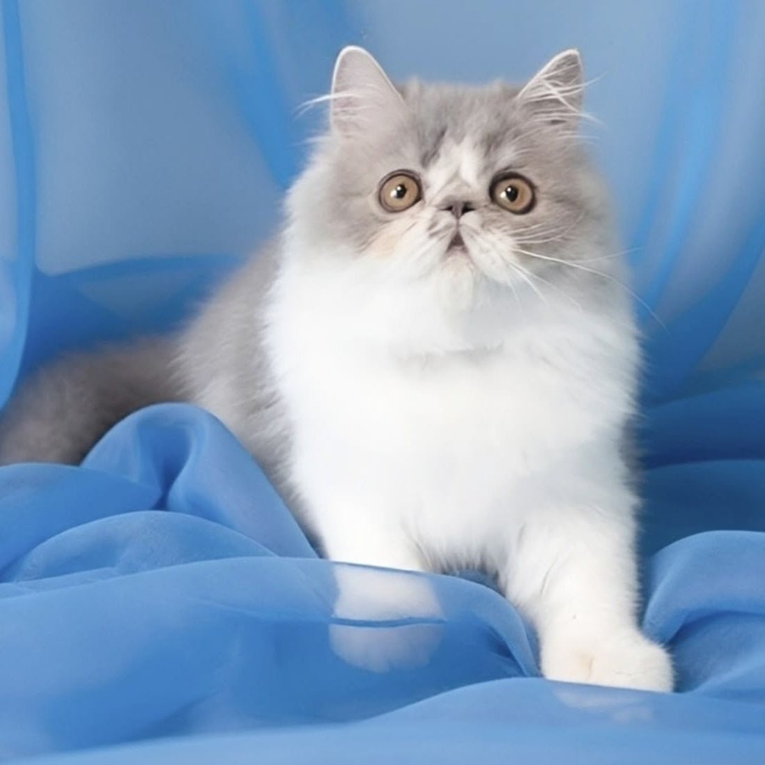 Аrtem Persian male, blue with white