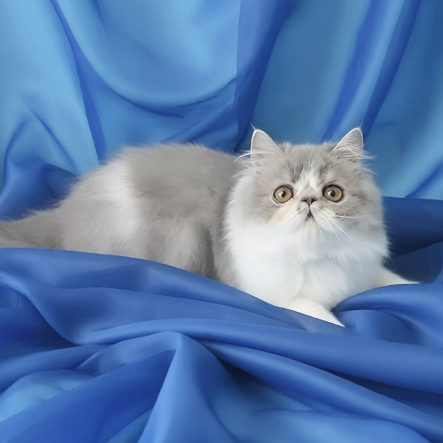 Аrtem Persian male, blue with white