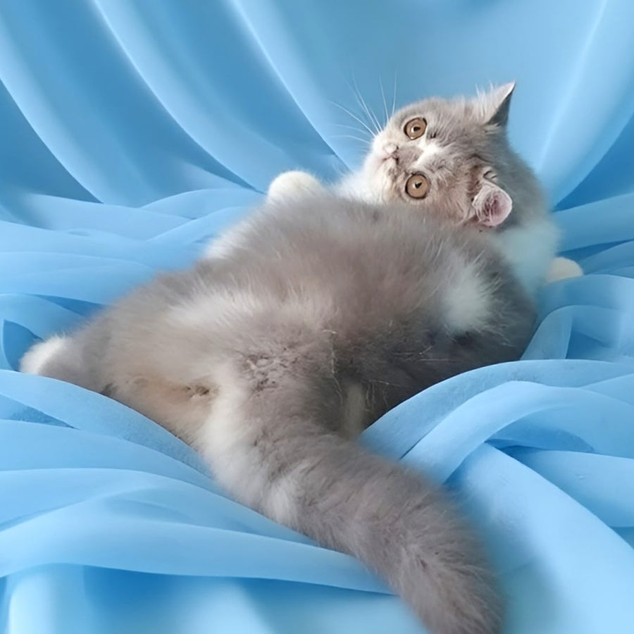 Аrtem Persian male, blue with white