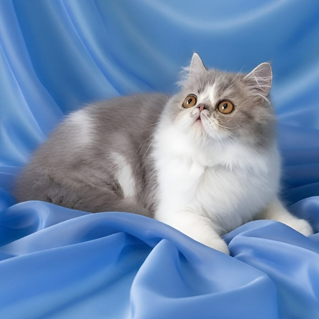 Аrtem Persian male, blue with white