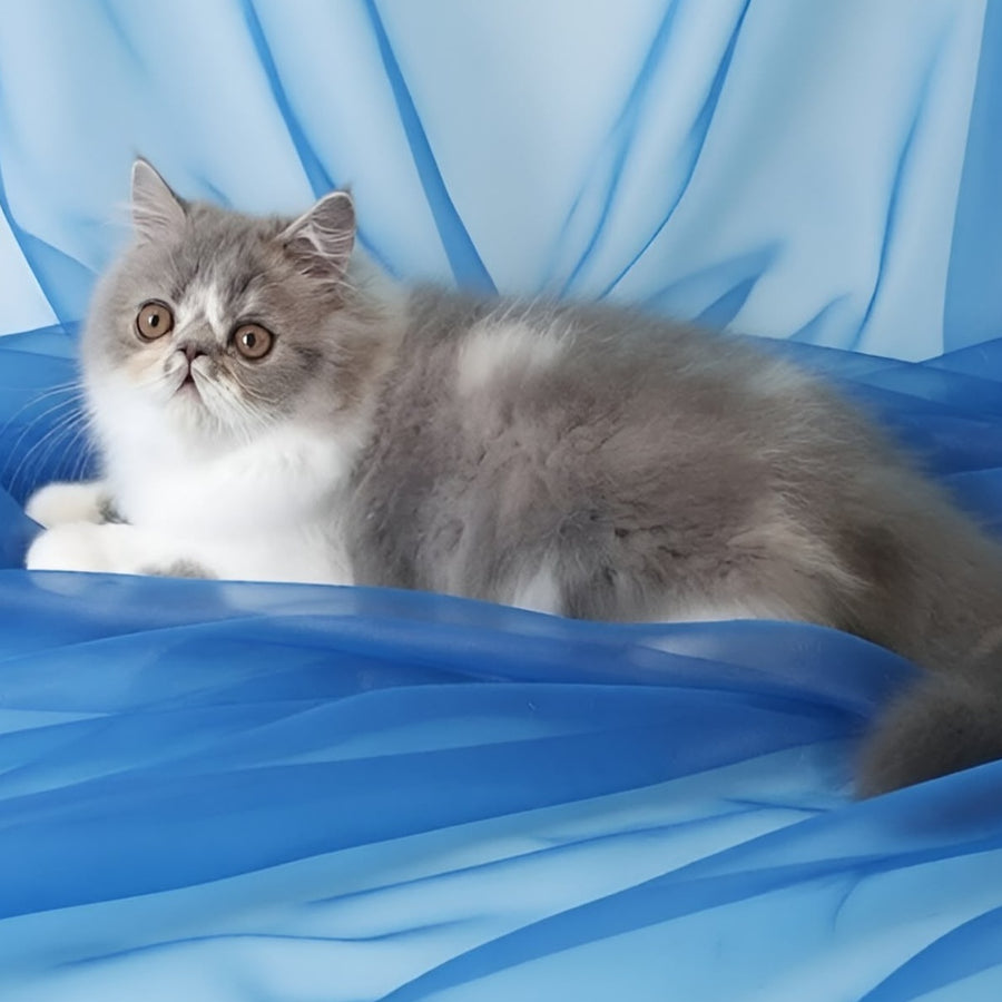 Аrtem Persian male, blue with white