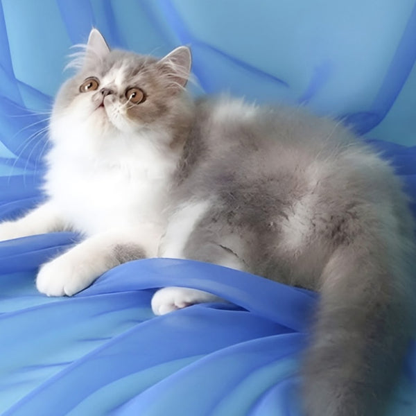 Аrtem Persian male, blue with white