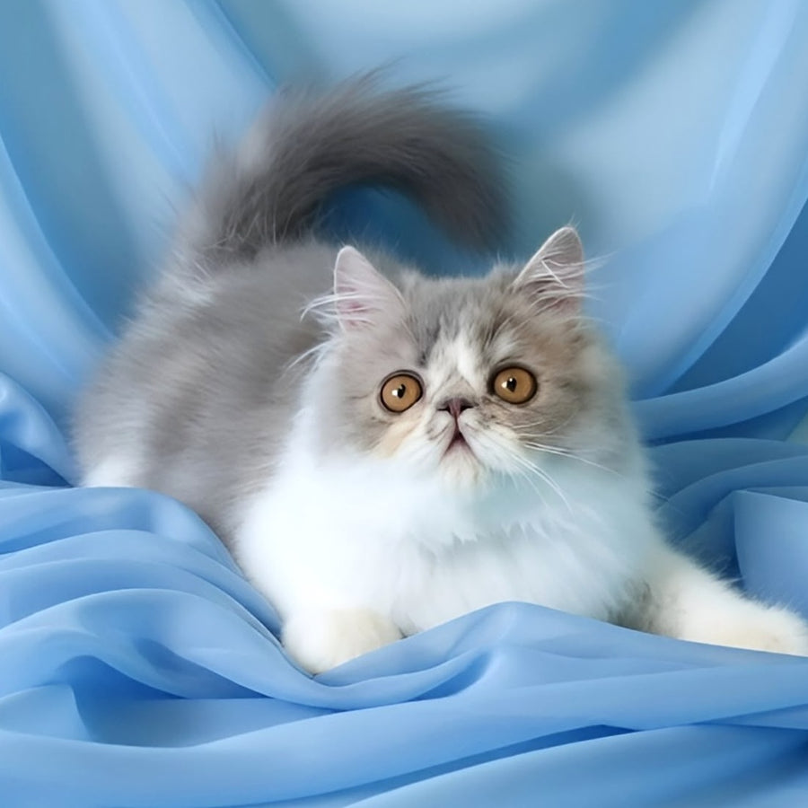 Аrtem Persian male, blue with white