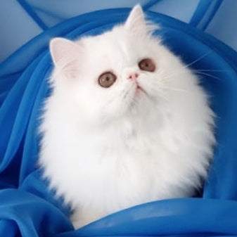 Albus Persian male, white
