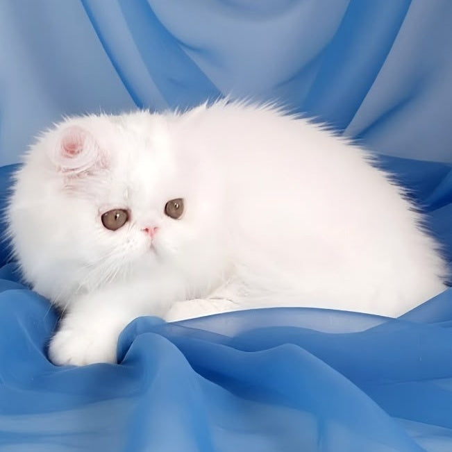 Albus Persian male, white