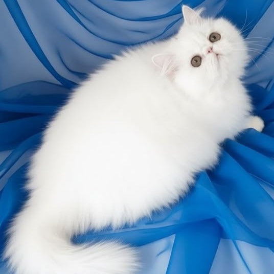 Albus Persian male, white