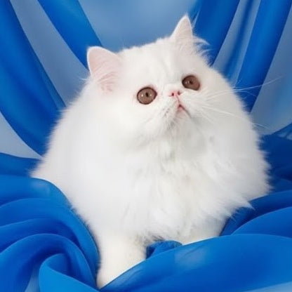 Albus Persian male, white