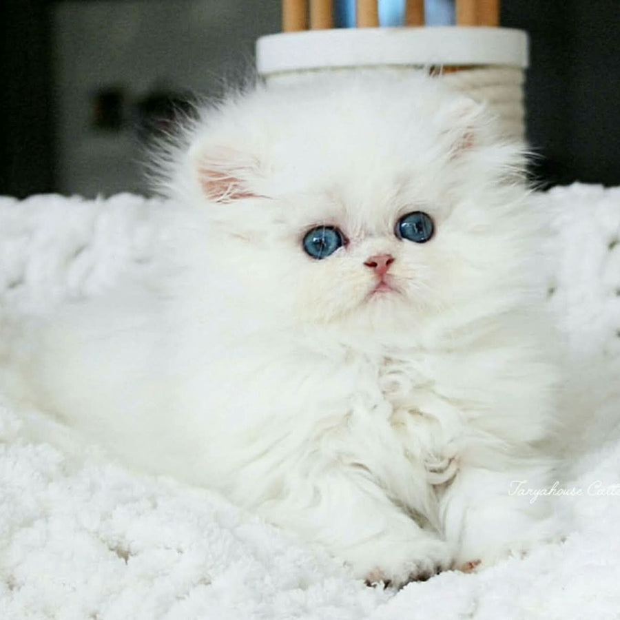 Quinn British Longhair male, black silver shaded pointed