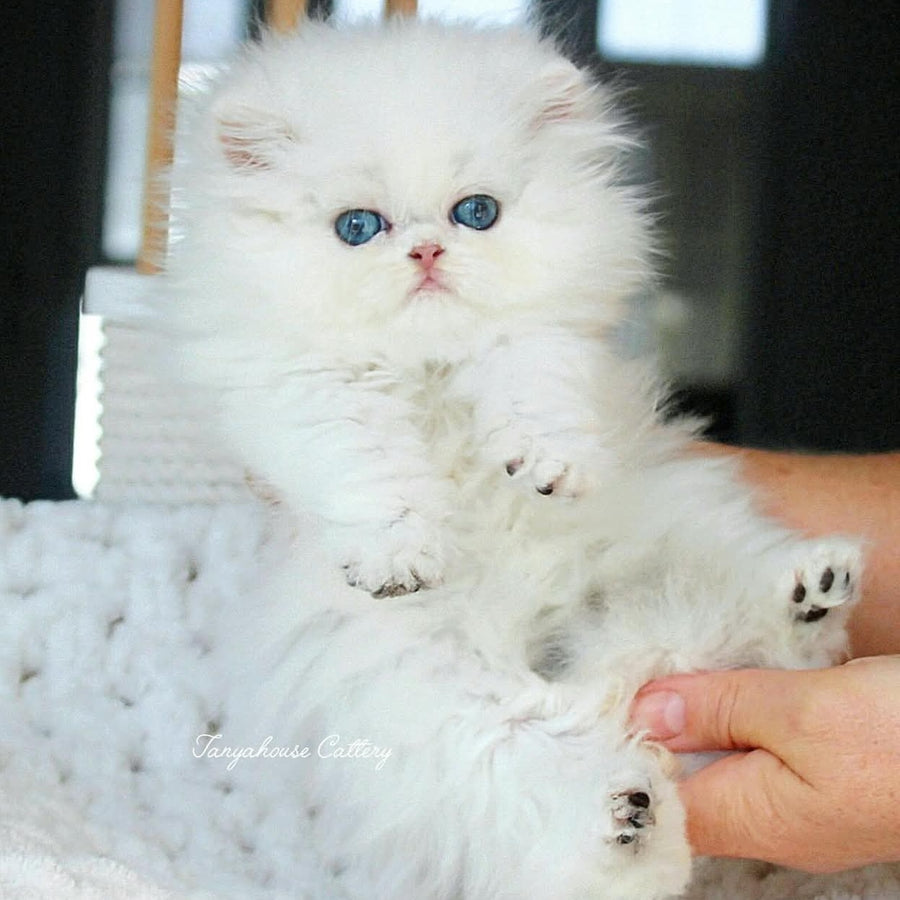 Quinn British Longhair male, black silver shaded pointed
