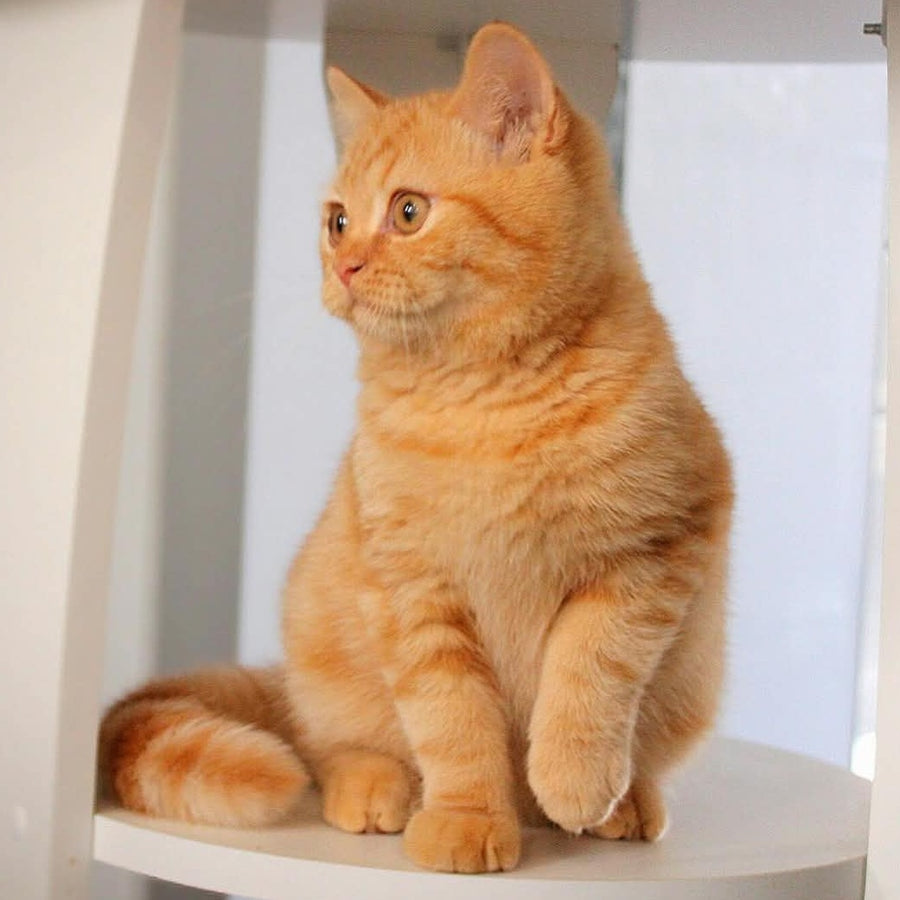 Picasso British Shorthair male, red