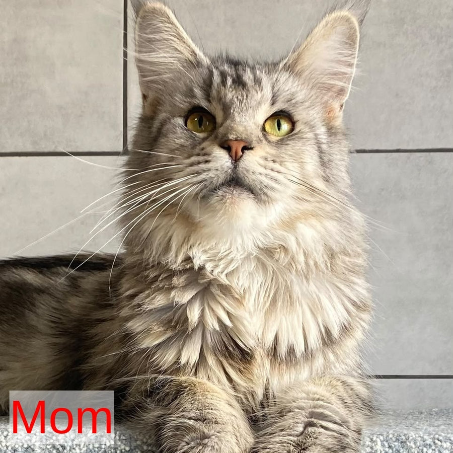 Cappadocia Maine Coon polydactyl 5x5x6x6 female, black silver tabby