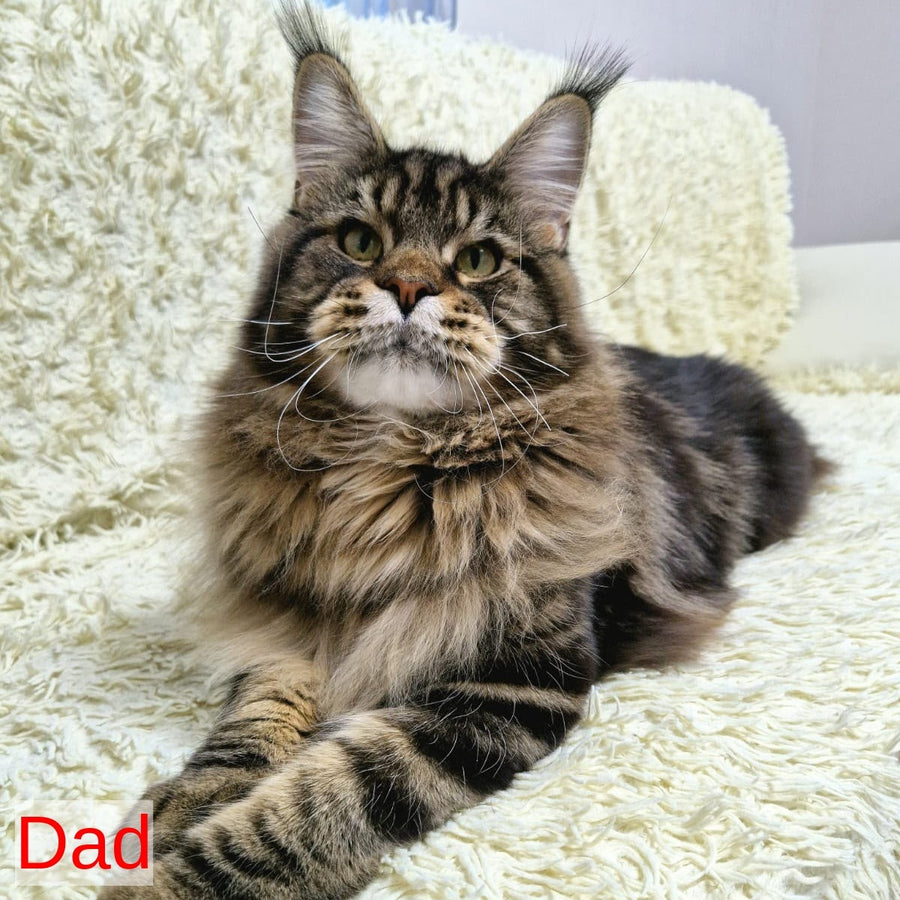 Capaeira Maine Coon polydactyl 6x6x5x6 female, black tabby