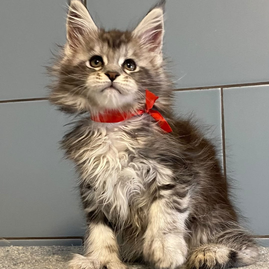 Cappadocia Maine Coon polydactyl 5x5x6x6 female, black silver tabby