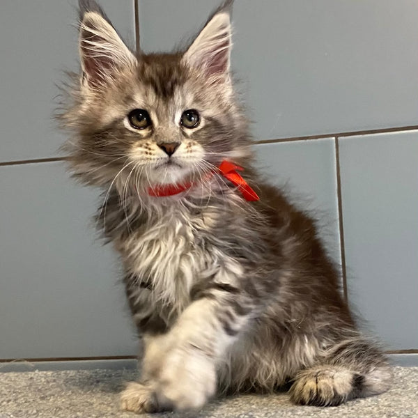 Cappadocia Maine Coon polydactyl 5x5x6x6 female, black silver tabby