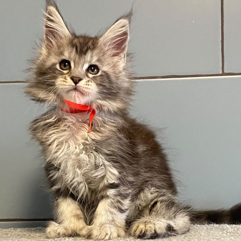Cappadocia Maine Coon polydactyl 5x5x6x6 female, black silver tabby