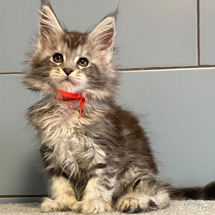 Cappadocia Maine Coon polydactyl 5x5x6x6 female, black silver tabby