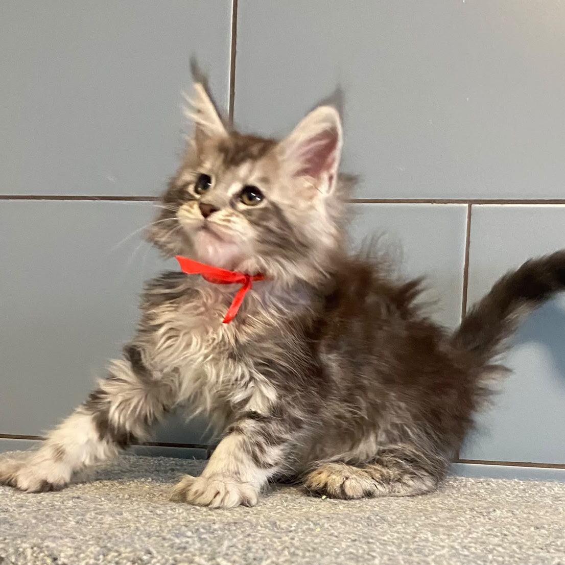 Cappadocia Maine Coon polydactyl 5x5x6x6 female, black silver tabby