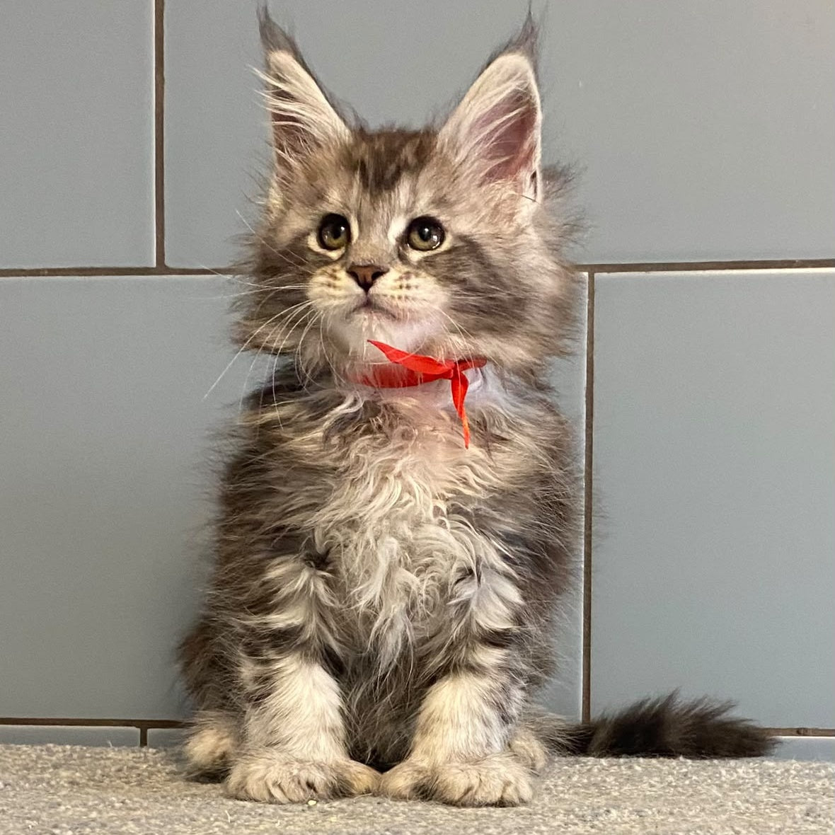 Cappadocia Maine Coon polydactyl 5x5x6x6 female, black silver tabby