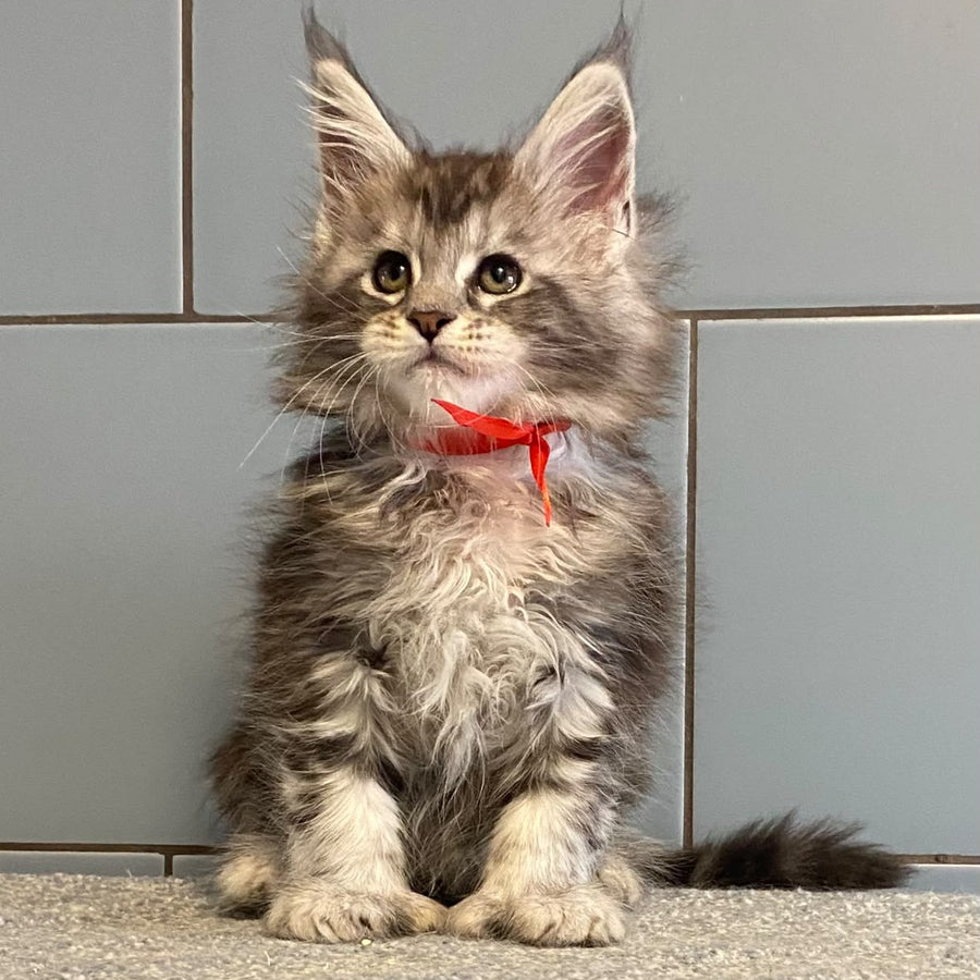 Cappadocia Maine Coon polydactyl 5x5x6x6 female, black silver tabby