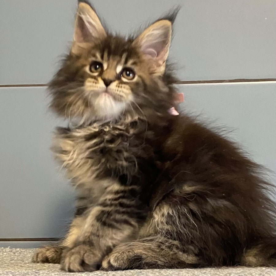 Capaeira Maine Coon polydactyl 6x6x5x6 female, black tabby