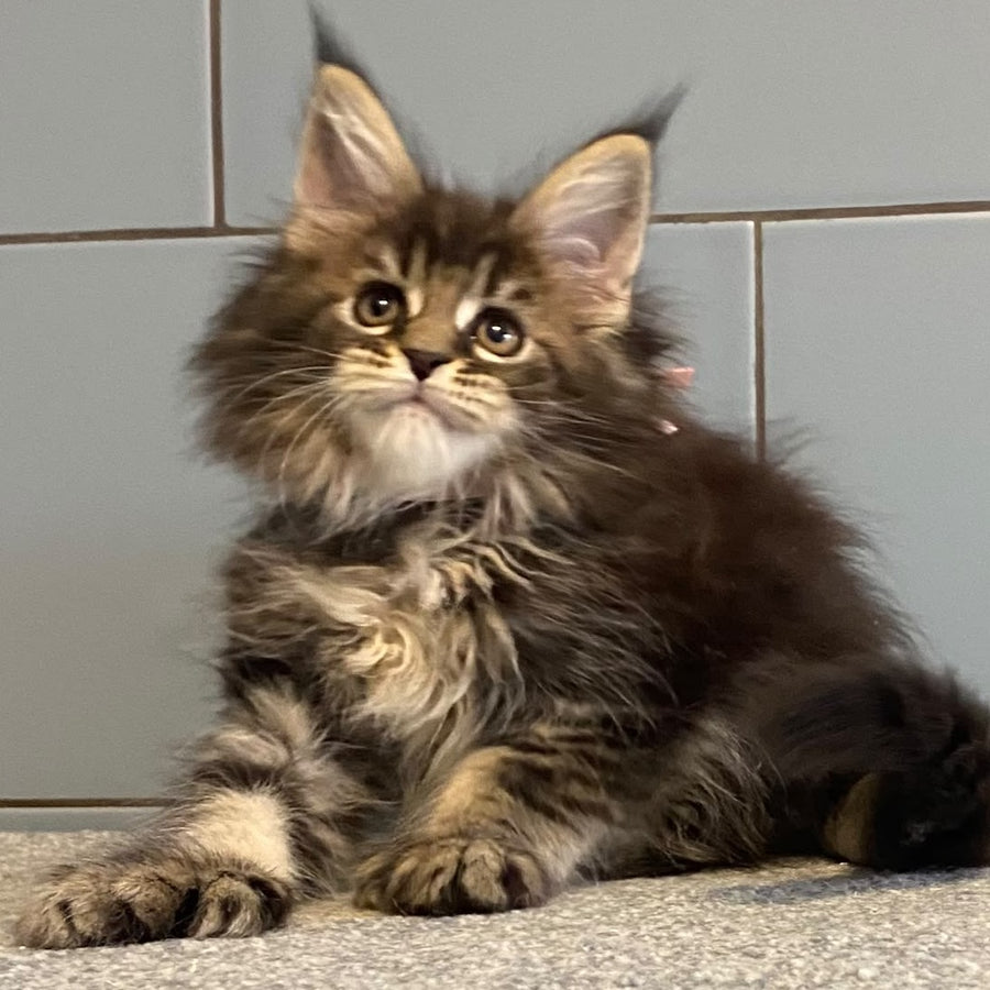 Capaeira Maine Coon polydactyl 6x6x5x6 female, black tabby
