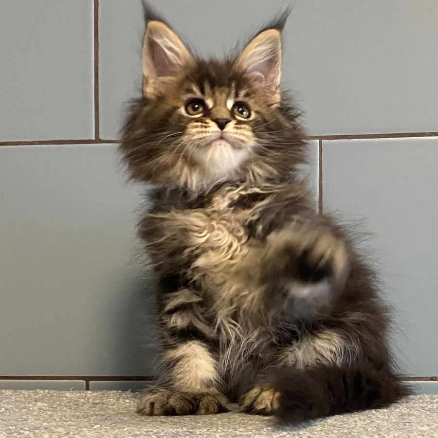 Capaeira Maine Coon polydactyl 6x6x5x6 female, black tabby