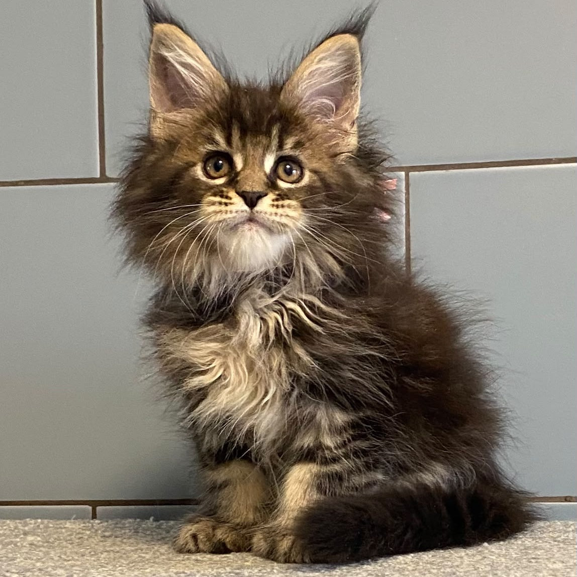 Capaeira Maine Coon polydactyl 6x6x5x6 female, black tabby