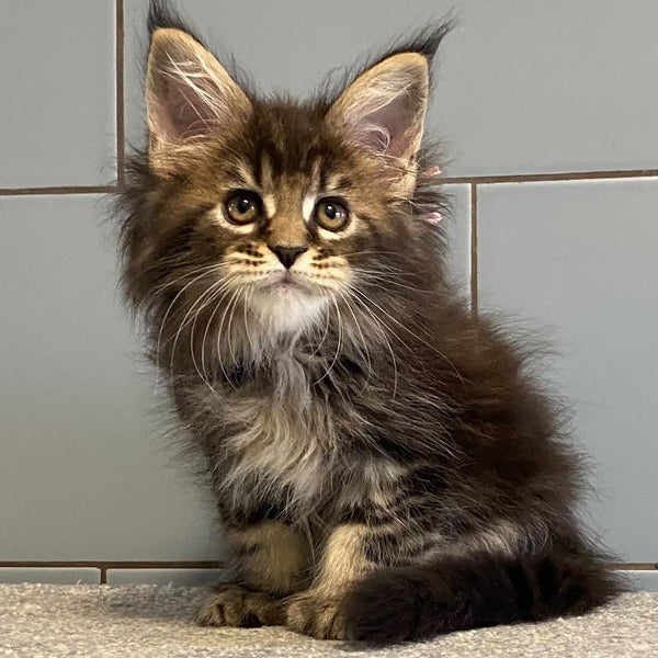 Capaeira Maine Coon polydactyl 6x6x5x6 female, black tabby
