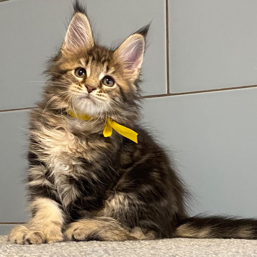 Castle Maine Coon polydactyl 5x6x5x5 female, black tabby