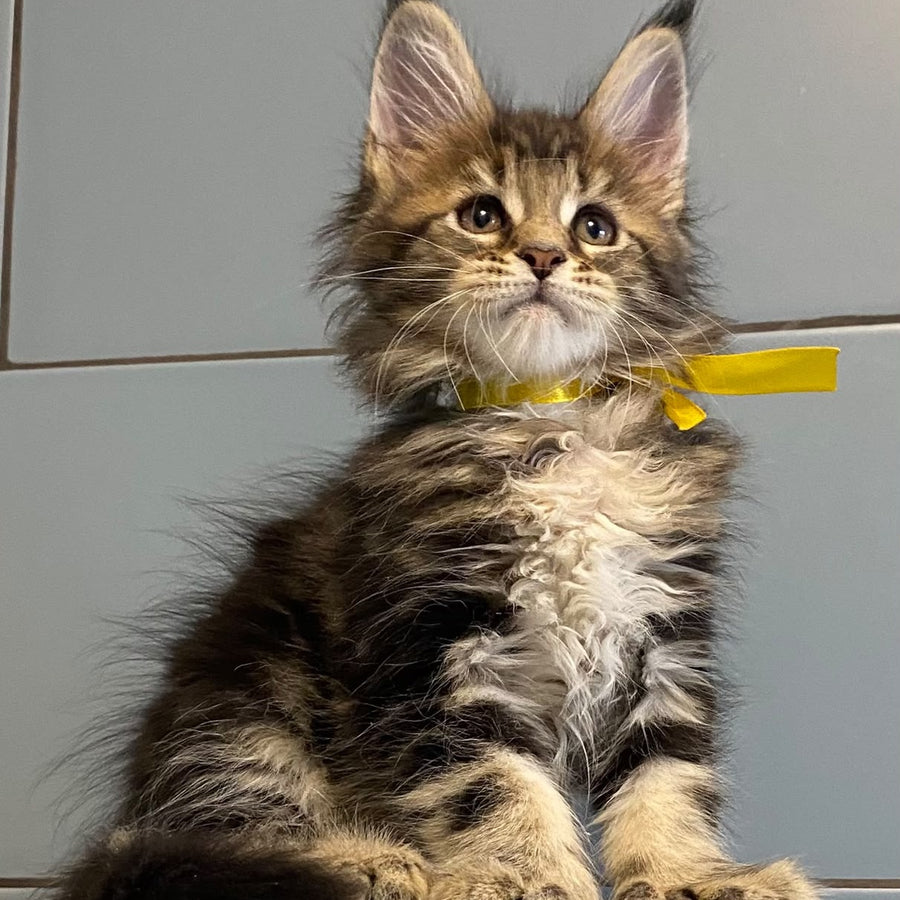 Castle Maine Coon polydactyl 5x6x5x5 female, black tabby