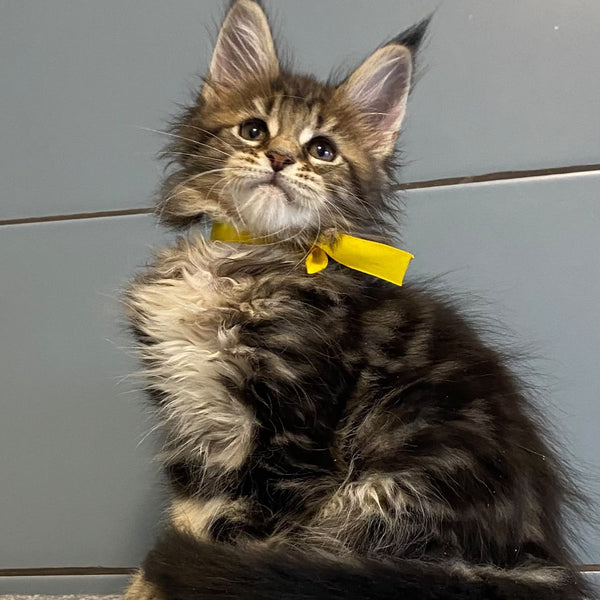 Castle Maine Coon polydactyl 5x6x5x5 female, black tabby