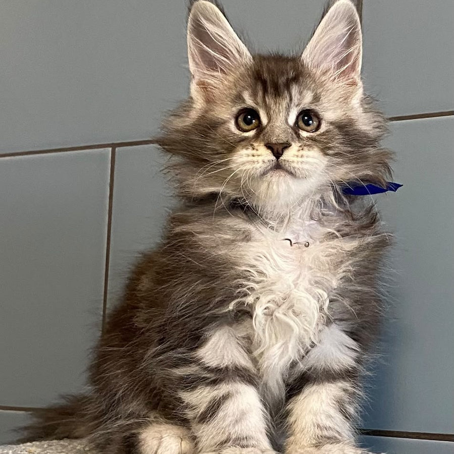 Cambridge Maine Coon male, black silver tabby