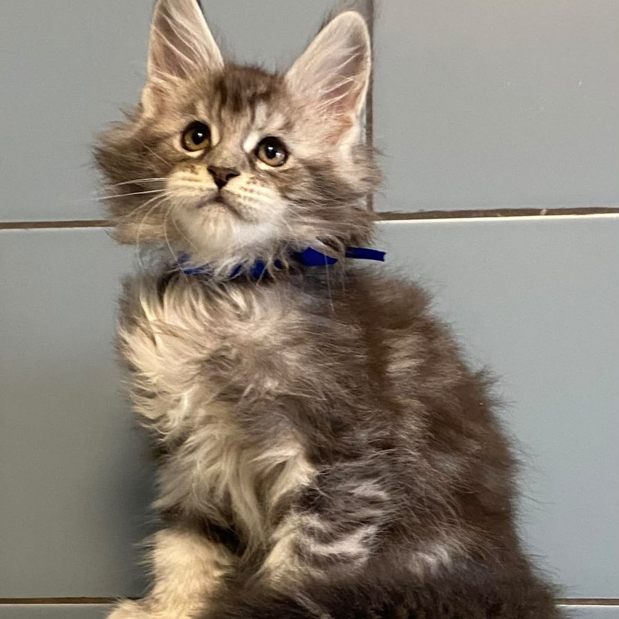 Cambridge Maine Coon male, black silver tabby