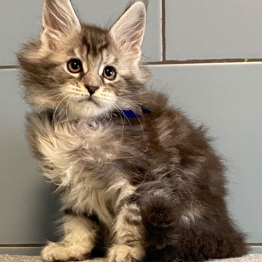 Cambridge Maine Coon male, black silver tabby