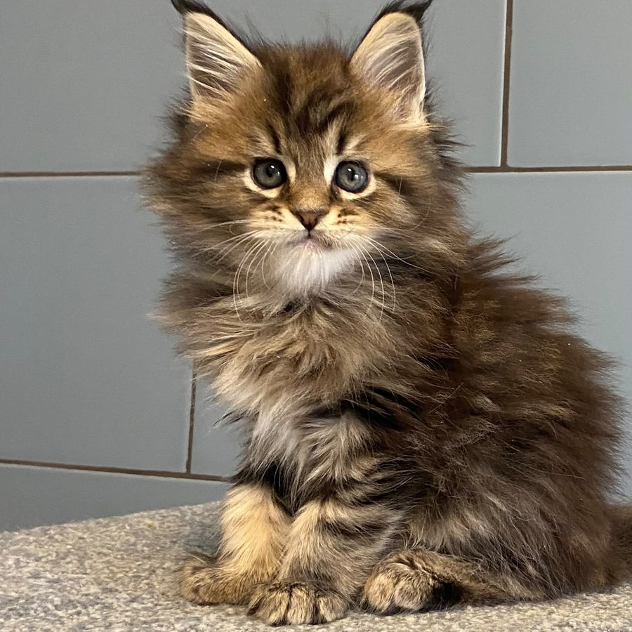 Derbent Midnight Maine Coon male, black tabby