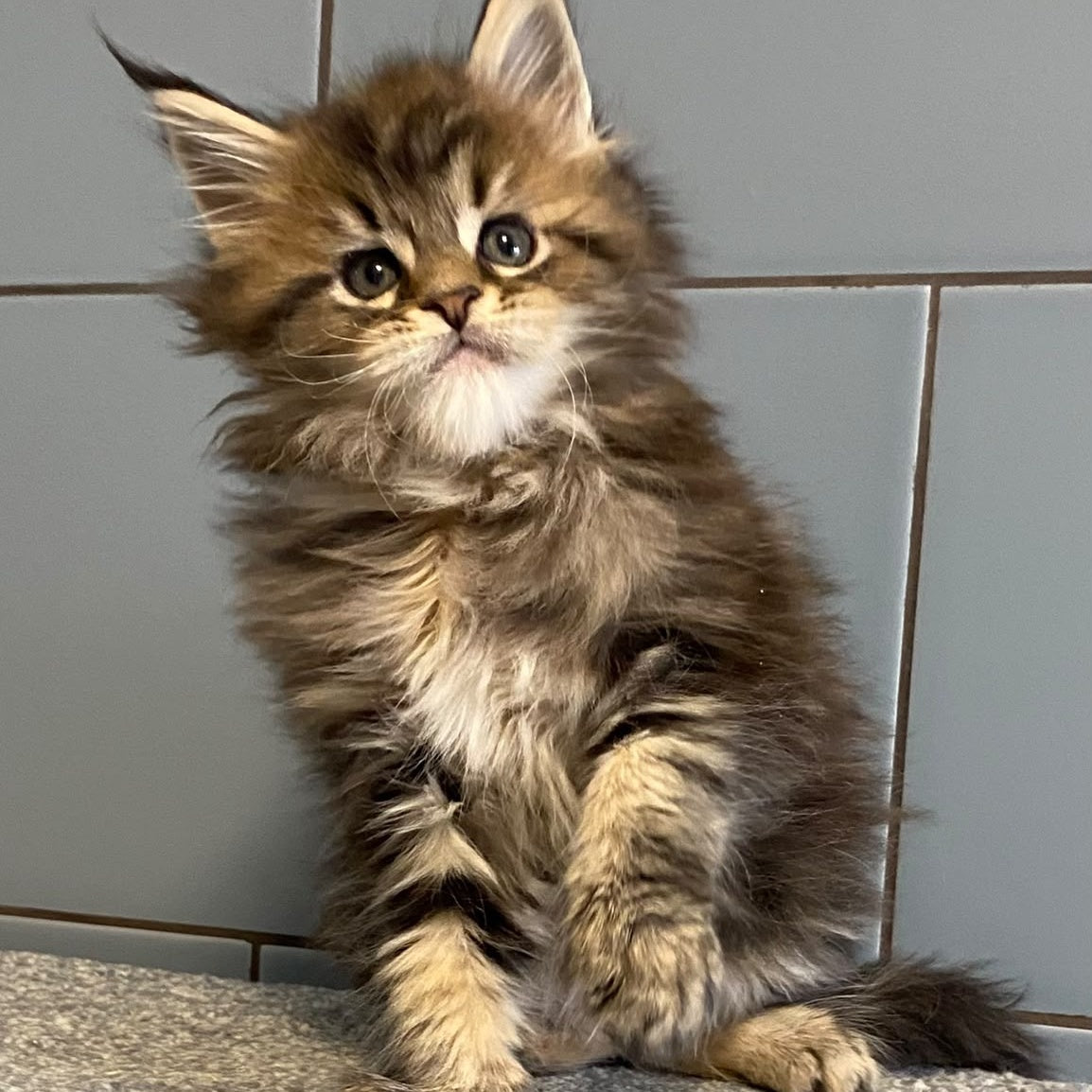 Derbent Midnight Maine Coon male, black tabby
