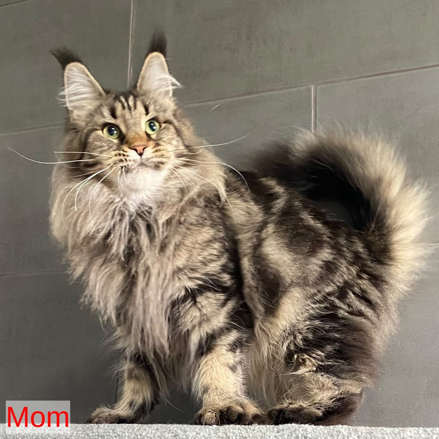Derbent Midnight Maine Coon male, black tabby