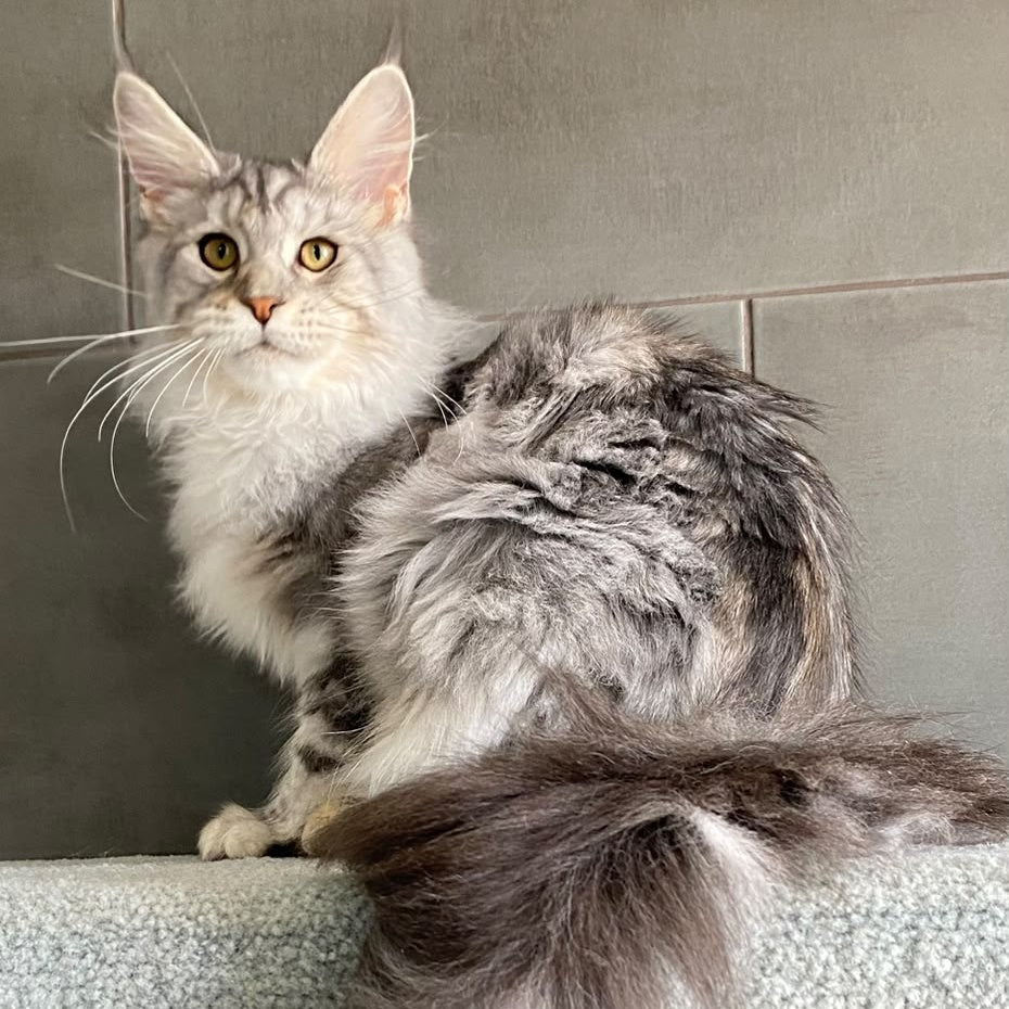 Talinis Maine Coon male, black silver tabby
