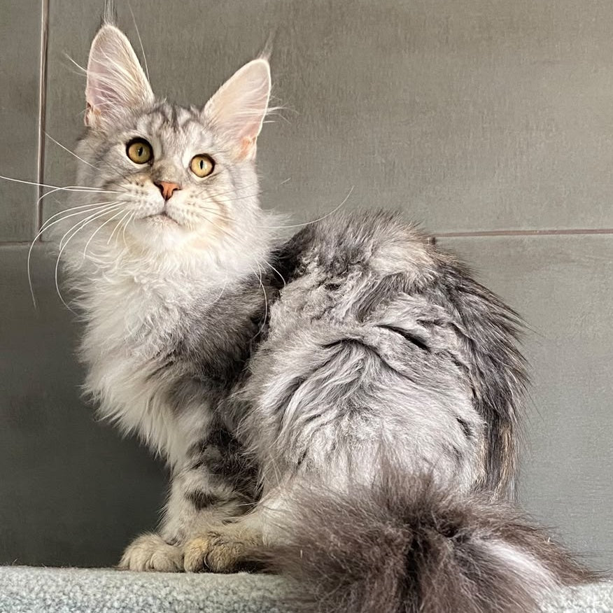 Talinis Maine Coon male, black silver tabby