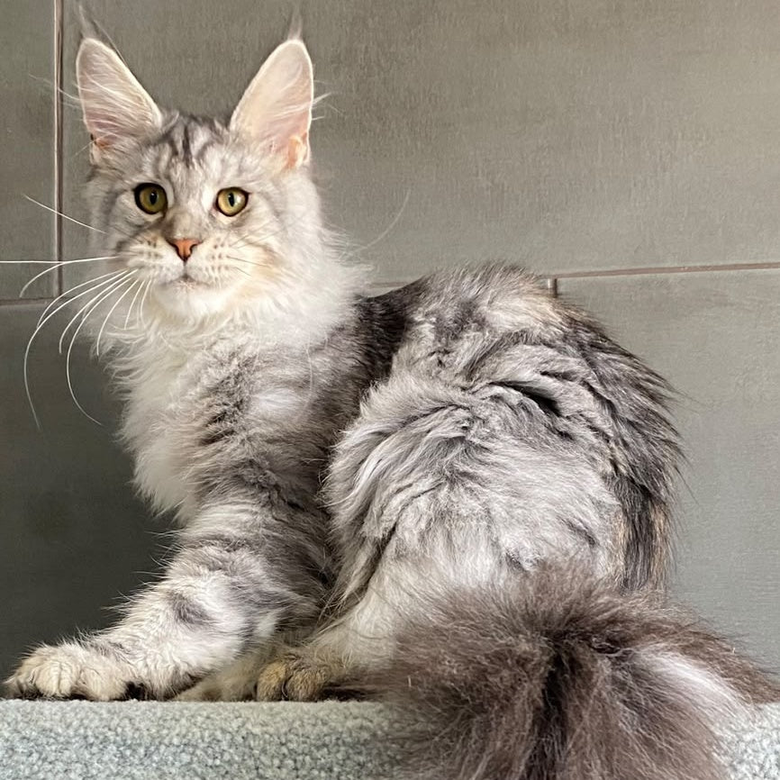 Talinis Maine Coon male, black silver tabby