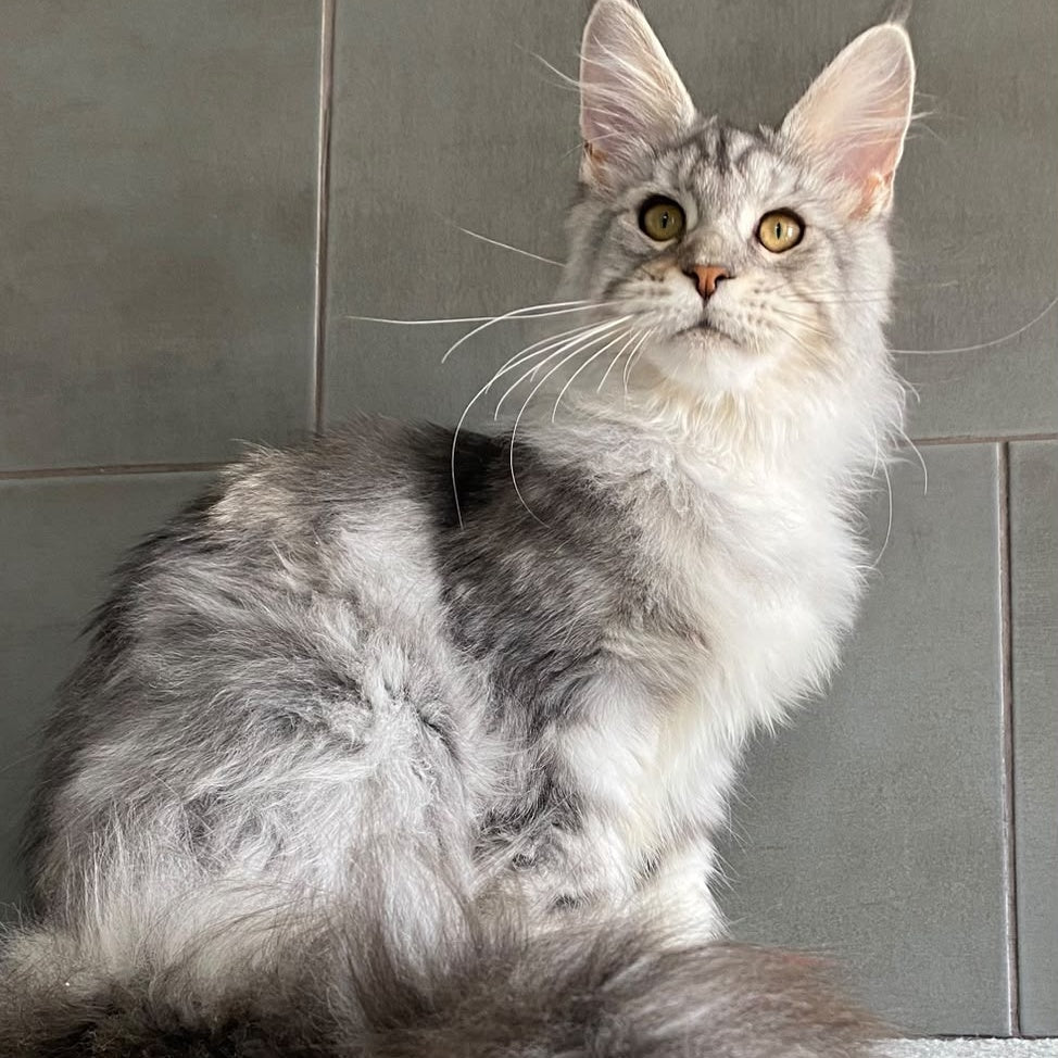 Talinis Maine Coon male, black silver tabby
